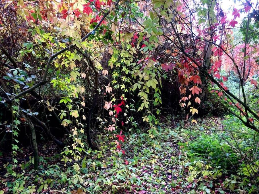 Forestry Cottage. Hot Tub, Open Fire, Dog Friendly Gaywood Екстер'єр фото